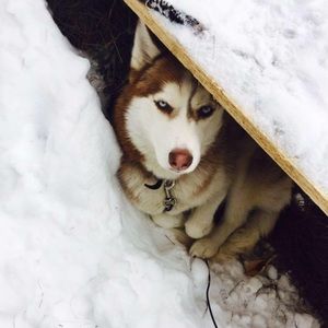 Meet your Posher, Cody